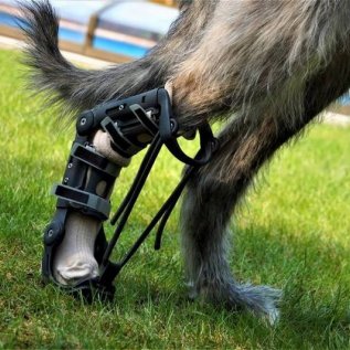 Irský vlkodav má na pravé zadní noze 3D vytištěnou ortézu