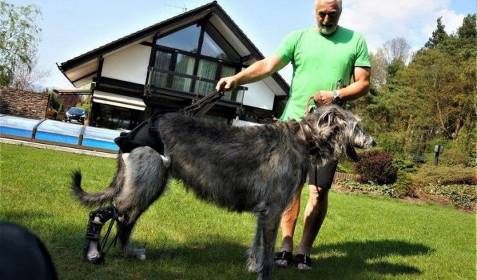 Irský vlkodav s ortézou pózuje s majitelem