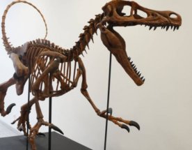 Kostra Velociraptora z 3D tiskárny Kostra Velociraptora z 3D tiskárny Voxeljet.