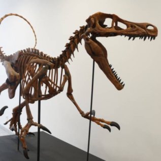 Kostra Velociraptora z 3D tiskárny Voxeljet.
