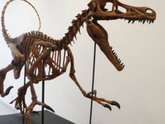 Kostra Velociraptora z 3D tiskárny Voxeljet.